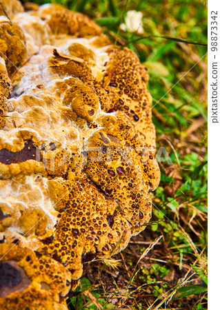 Trypophobia fear trigger gross creepy mushroom fungi Bleeding Tooth Fungus amber drops out of holes 98873342