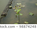 五月的雨水打濕了岡山後樂園的古荷花苞和荷葉 98874248