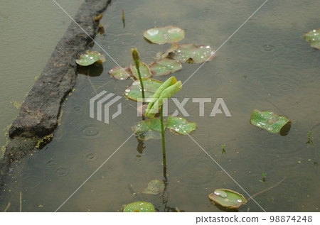 May rain wets the ancient lotus buds and leaves of Okayama Korakuen May rain wets the ancient lotus buds and leaves of Okayama Korakuen 98874248