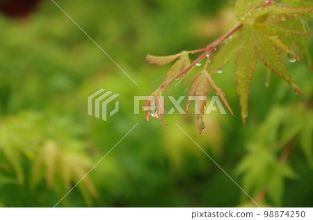 岡山後樂園楓樹在五月的雨中淋濕 岡山後樂園楓樹在五月的雨中淋濕 98874250