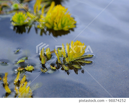漂浮在多摩河上的黃色巨型鸚嘴魚的新芽 98874252
