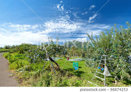 [青森縣弘前市蘋果] Iwakiyama會津津輕秋天，蘋果花園正在收穫 98874253