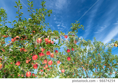 [Apples in Hirosaki City, Aomori Prefecture] Apple gardens are being harvested in the fall of Tsugaru 98874254