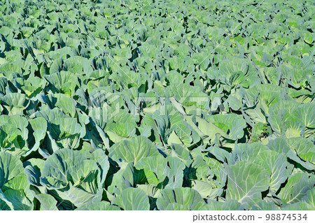 [Cabbage field] 98874534