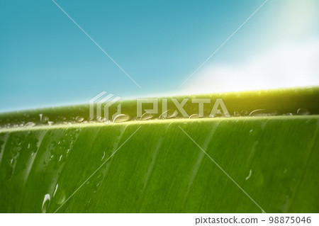 Nature Concept. Closeup of Green Banana Leaf with many Droplet. Freshness by Water Drops. Morning Sunrise Sky as background. Environmental Care and Sustainable Resources 98875046