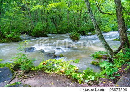 Oirase Stream Oirase River Ashura no Nagare (Aomori Prefecture) Oirase Stream Oirase River Ashura no Nagare (Aomori Prefecture) 98875208