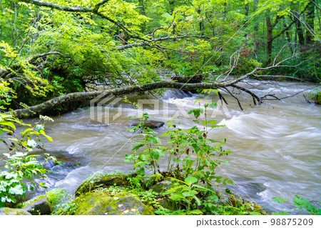 Oirase Stream Oirase River Ashura no Nagare (Aomori Prefecture) 98875209