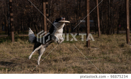Border collie catches a plastic plate on a walk in the autumn park. Border collie catches a plastic plate on a walk in the autumn park. 98875234