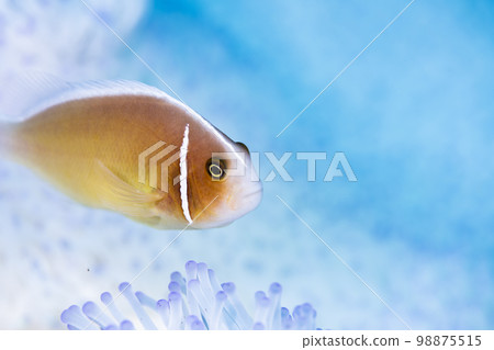 White anemonefish and bleached sea anemone White anemonefish and bleached sea anemone 98875515