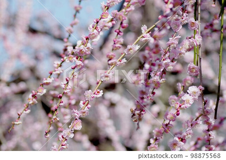 Cherry Blossoms	 98875568