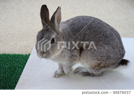 Close-up scenery of one rabbit 98876037