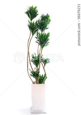 Potted plant of foliage plant, Dracaena compactor [white background] 98876251