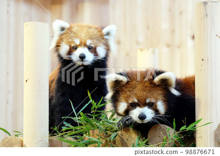 cute red panda cute red panda 98876671