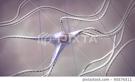 Fibroblast, collagen, and elastin fibers. Scientific 3D-rendered illustration 98876811