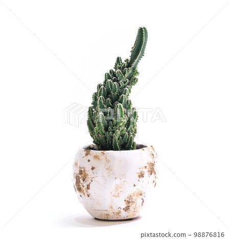 Succulent plant, electromagnetic wave absorbing cactus (Cereus peruvianus) [white background] 98876816