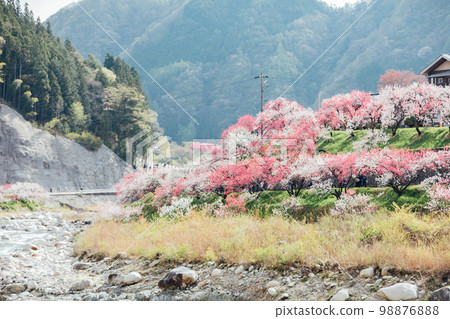 阿智村、長野月川溫泉、花桃之鄉的絕景 98876888