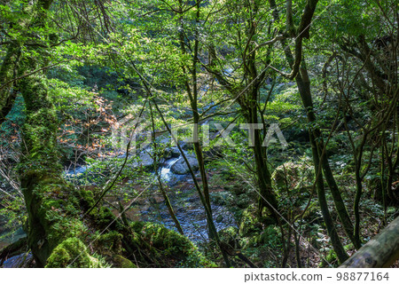 Yakushima Shiratani Unsuikyo 98877164