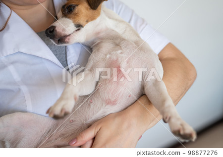 Veterinarian holding a jack russell terrier dog with dermatitis. Veterinarian holding a jack russell terrier dog with dermatitis. 98877276