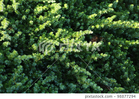 ground-covering, evergreen shrubs, high juniper 98877294