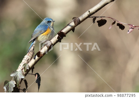 Blue Bird of Happiness "Ruribitaki" 98877295