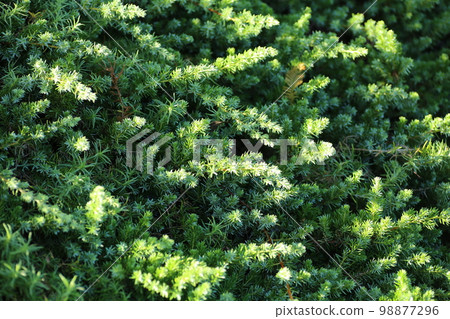 ground-covering, evergreen shrubs, high juniper 98877296