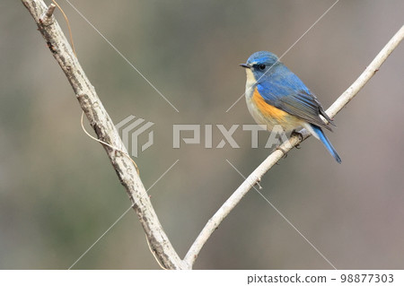 Blue Bird of Happiness "Ruribitaki" 98877303