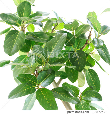 Leaves of Ficus Bengalensis, a foliage plant and a tree that fulfills your wishes [white background] 98877428