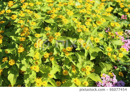 Melampodium, a bright yellow flower that blooms in the flowerbed 98877454