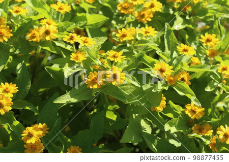 Melampodium,開花在花壇的一朵明亮的黃色花 Melampodium,開花在花壇的一朵明亮的黃色花 98877455