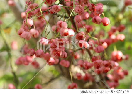 Mayumi eucalyptus with lots of cute pink berries in autumn Mayumi eucalyptus with lots of cute pink berries in autumn 98877549