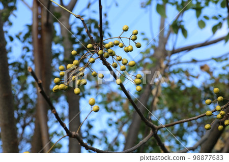 秋天，苦楝樹上有許多圓圓的小果實 98877683