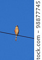伯勞鳥在秋天的天空下在電線上尖叫垂直位置 98877745