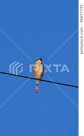 Shrike screaming on the electric wire under the autumn sky Vertical position 98877745