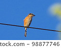 伯勞鳥在秋天天空下的電線上尖叫 水平位置 98877746