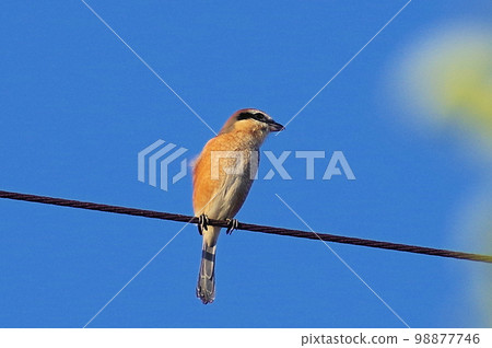Shrike screaming on the electric wire under the autumn sky Horizontal position 98877746
