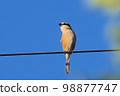 伯勞鳥在秋天天空下的電線上尖叫 水平位置 98877747