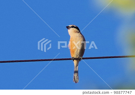 伯勞鳥在秋天天空下的電線上尖叫 水平位置 98877747