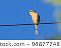 伯勞鳥在秋天天空下的電線上尖叫 水平位置 98877748
