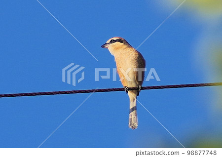 Shrike screaming on the electric wire under the autumn sky Horizontal position 98877748
