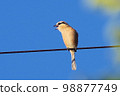 伯勞鳥在秋天天空下的電線上尖叫 水平位置 98877749
