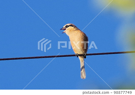 Shrike screaming on the electric wire under the autumn sky Horizontal position 98877749