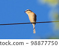 伯勞鳥在秋天天空下的電線上尖叫 水平位置 98877750