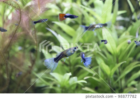 guppy friend guppy friend 98877782