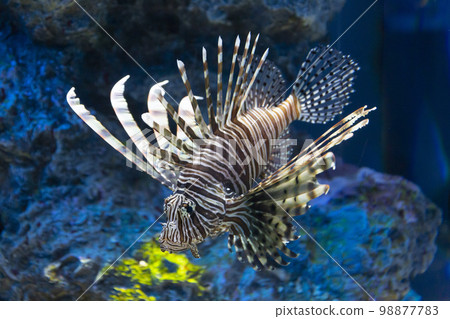 Hanturkey魚 Hanturkey魚 98877783