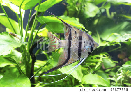 Scarare Angel 98877786