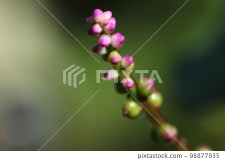 Tsurumurasaki's flower 98877935