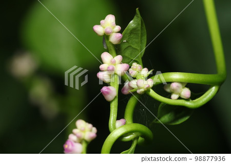 Tsurumurasaki的花 98877936