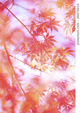 Momiji Momiji 98878018