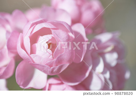 玫瑰花 玫瑰花 98878020