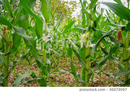 Corn field close up. Selective focus.Green Maize Corn Field Plantation in Summer Agricultural Season. Corn field close up. Selective focus.Green Maize Corn Field Plantation in Summer Agricultural Season. 98878097